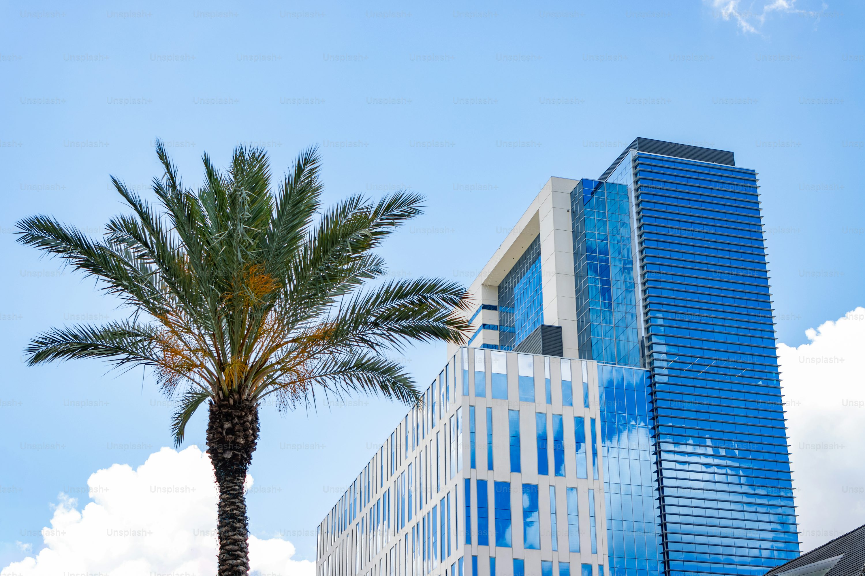 Modern glass commercial office tower in Florida with palm trees